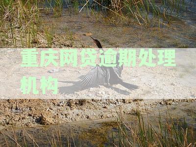 重庆网贷逾期处理机构电话大全：如何联系、处理流程及常见问题解答