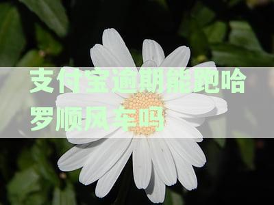 支付宝逾期影响哈啰顺风车车主审核？如何解决这一问题？