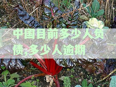 中国目前多少人负债,多少人逾期