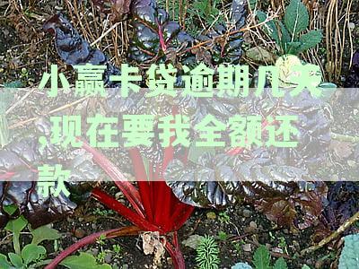 新「小赢卡贷逾期后全额还款的可行性及相关分期还款探讨」