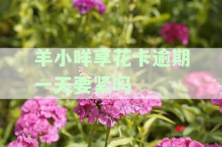 羊小咩享花卡逾期一天要紧吗