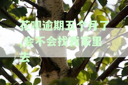花呗逾期五个月：可能的后果、解决方案以及对家庭信用的影响