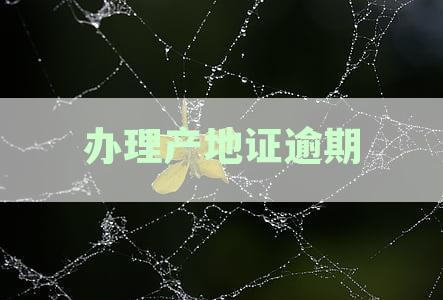 办理产地证逾期处理方式及相关违章处理