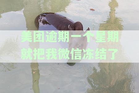 美团外卖订单逾期一周，微信账户被冻结，如何解冻并处理银行卡问题？