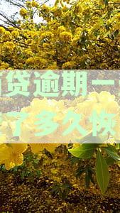 网商贷逾期一天没额度了多久恢复