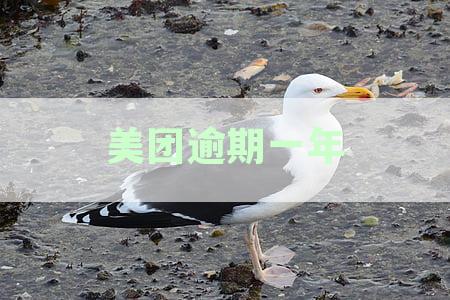 美团逾期一年可以协商只还本金吗？安全可靠吗？