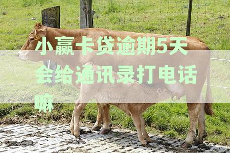 新小赢卡贷逾期两天是否会联系家人？逾期后果及应对措全解析