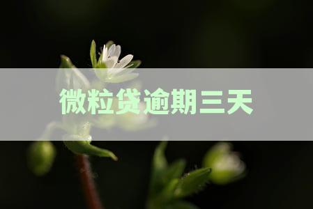 微粒贷逾期三天内还了要紧吗？微粒贷逾期三天还款后果及处理方法