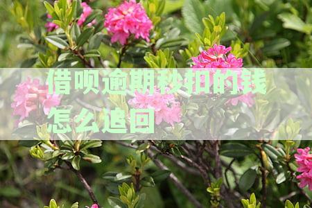 借呗逾期还款处理方式、费用计算及如何避免逾期的全面指南