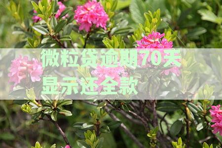 逾期70天全额还款的微粒贷处理方式：一次还清不再困扰