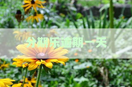 分期乐逾期一天后是否会拨打通讯录联系人电话进行催收？