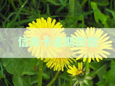中国信用卡逾期现象深度分析：揭示信用状况及影响因素
