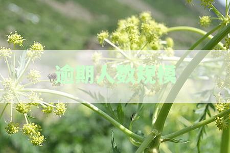 '目前逾期人数统计2023:我国最新逾期总人数一览'