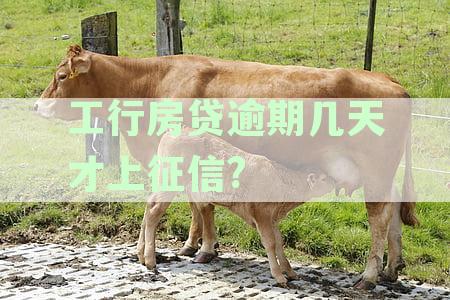 工行房贷逾期几天才上征信?
