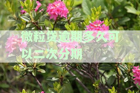 微粒贷逾期多久可以二次分期