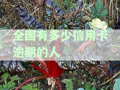 全国信用卡逾期人数统计：揭示逾期信用卡持有者的现状