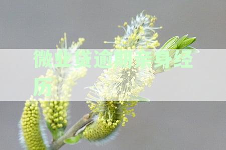 逾期无力还款最佳处理方法：贷款、银行、网贷、有钱花和借呗