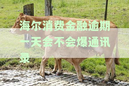 海尔消费金融逾期多久爆通讯录：会打电话、上门催收，同时影响征信和起诉