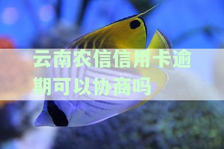 云南农信信用卡逾期还款协商及处理时间探讨