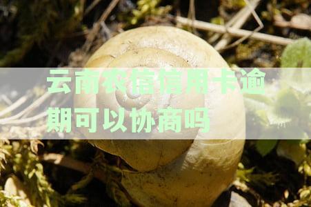 云南农村信用社信用卡宽限期相关政策解读