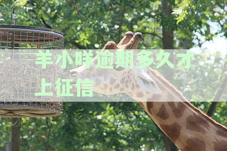 逾期未还款的羊小咩：可能的原因、影响和解决办法全面解析