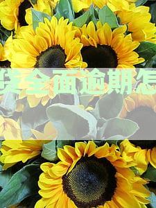 如何处理十几个网贷全面逾期：一份详细指南，解决您的后顾之忧