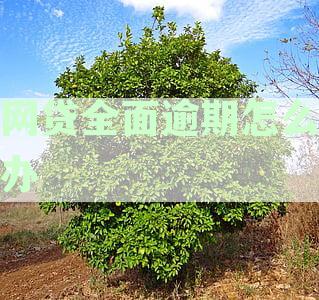 全面网贷逾期后的有效应对策略：处理方法与解决方案