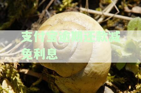 支付宝逾期还款减免利息政策解析：全面了解如何享受与否及相关规定