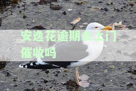 安逸花逾期还款后果与催收方式详解，真的会上门吗？