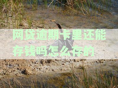 网贷逾期后银行卡存钱会被立即扣除吗？如何避免逾期款被自动扣款？
