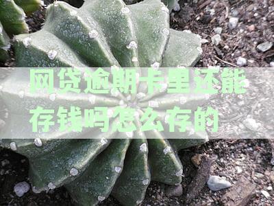 网贷逾期卡里还能存钱吗怎么存的