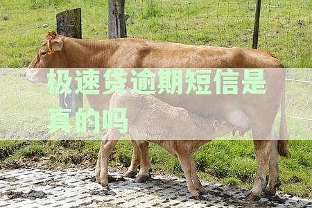 极速贷逾期短信是真的吗？安全可靠吗？