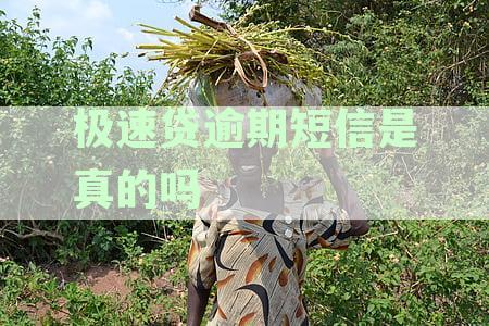 极速贷逾期短信是真的吗