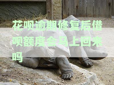花呗逾期修复后，借呗额度会马上回来吗？安全吗？