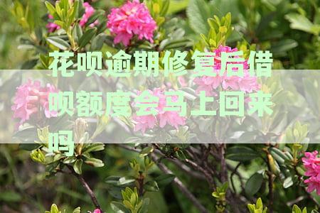 花呗逾期修复后，借呗额度何时恢复？如何操作以加快进度？