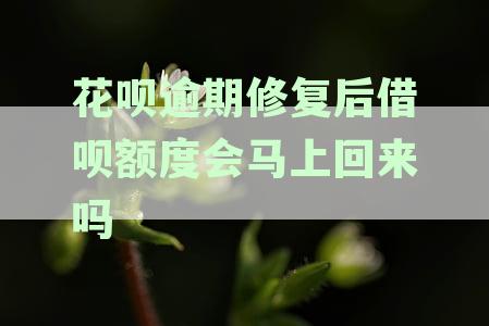 花呗逾期修复后征信影响、恢复使用时间及相关额度问题解答