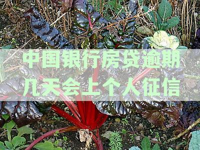 中国银行房贷逾期几天会上个人征信