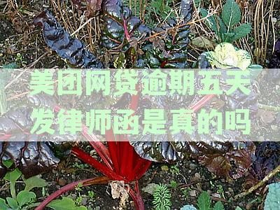 美团网贷逾期五天发律师函是真的吗