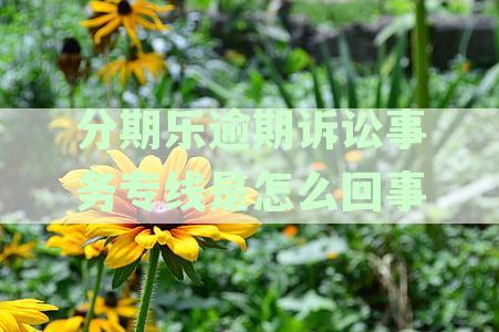 分期乐与逾期债务纠纷：法院起诉过程全揭秘