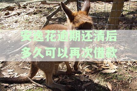 逾期几天的安逸花还款后，再次借款是否可行？