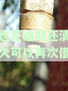 逾期还款后，安逸花是否可以再次借款？