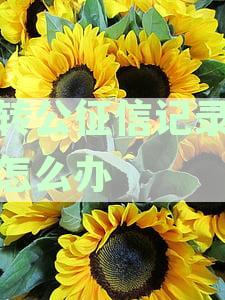商转公有逾期记录怎么办：征信、期处理及解决办法