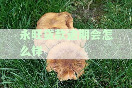 永旺贷款上征信吗？关于其真实性及影响，以及公司所在地和相关的信息