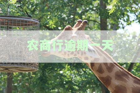 农商行逾期一天还款了怎么找银行解决：还一天会影响征信吗？
