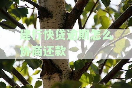 建行快贷逾期怎么协商还款：完整指南与成功案例分析