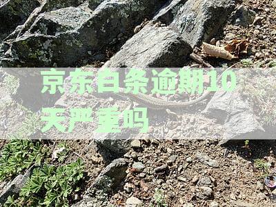 逾期10天：潜在的严重后果与解决策略
