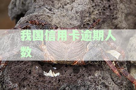 XXXX年全国信用卡逾期情况分析：用卡数据与金额现状