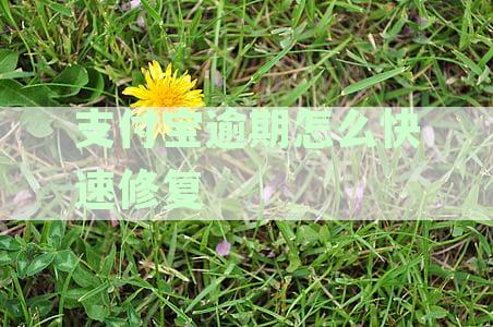 如何快速修复支付宝逾期记录以恢复信用？
