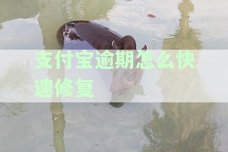 芝麻逾期修复全攻略：如何一次性解决所有逾期问题并避免信用损失