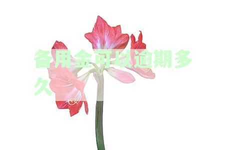 备用金可以逾期多久